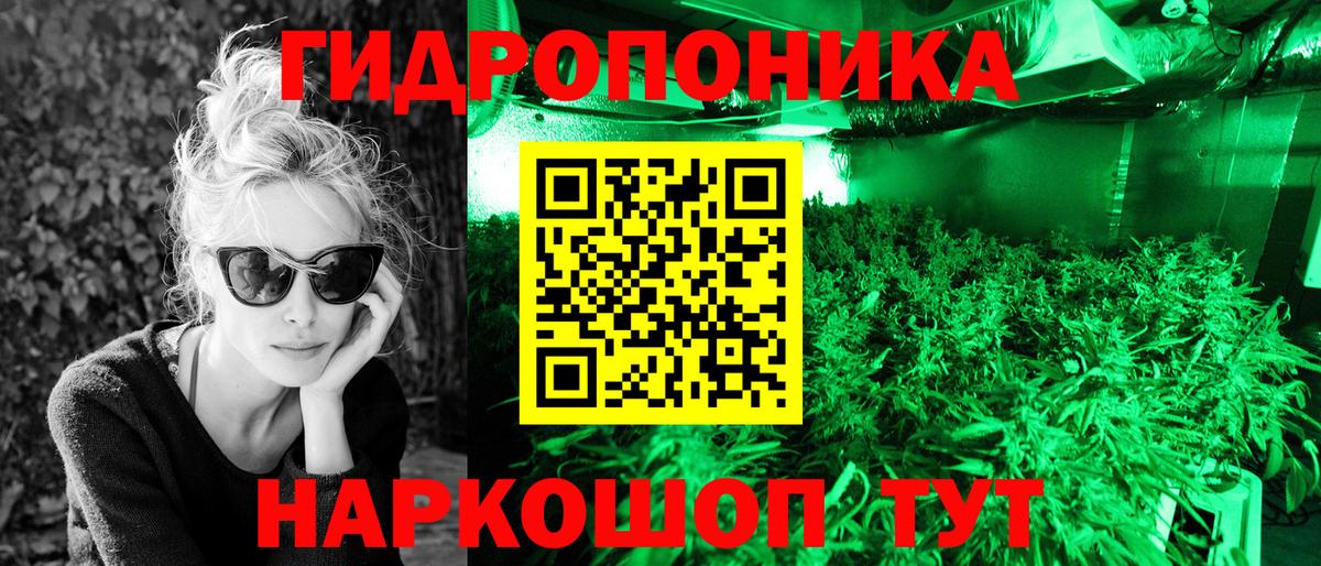 Каннабис OG Kush Знаменск